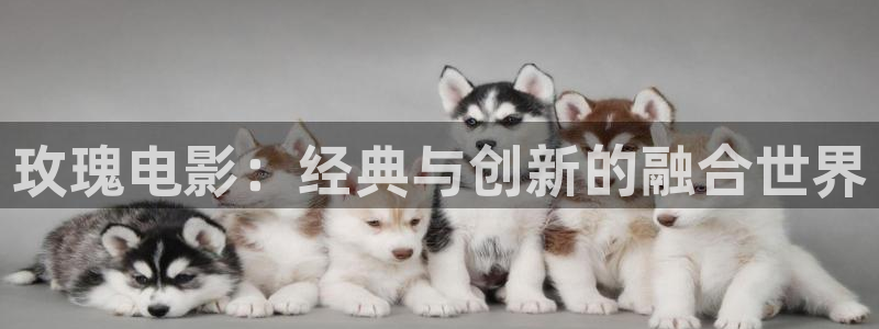 斑马斑马斑马斑马：玫瑰电影：经典与创新的融合世界